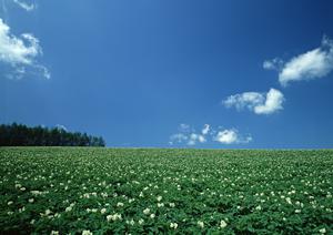 さいたま市の葬儀文化の特徴と儀式の種類