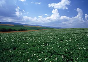 富士見台霊園の特徴とメリットについて