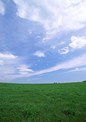 興味を持つ方が増えている樹木葬とは