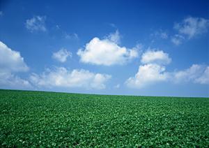 東京で見つける浄土真宗の永代供養墓:家族の安心を支える選択肢ガイド