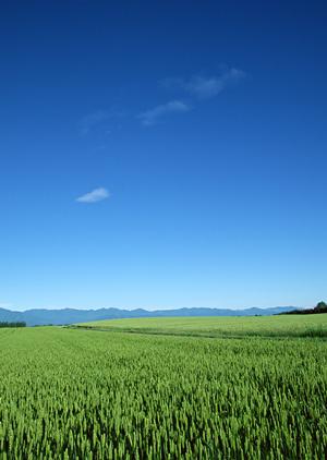 仏壇クリーニングで仏壇を綺麗に