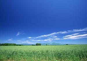 【茨城県筑西市】さがみ典礼 筑西ホールの葬儀サービス徹底解説|特徴・料金・アクセス情報