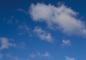 宮城県内でも安価な樹木葬が可能